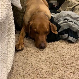 Meet your Posher, Amy